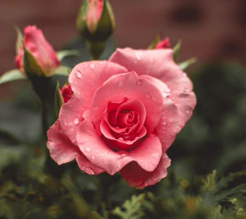 Roses