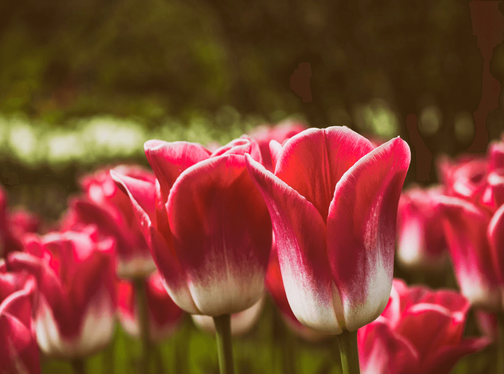 Tulips
