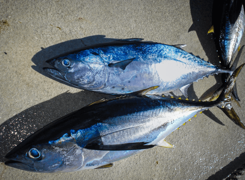Tuna